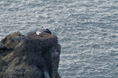  Es waren sogar noch zwei Störche da